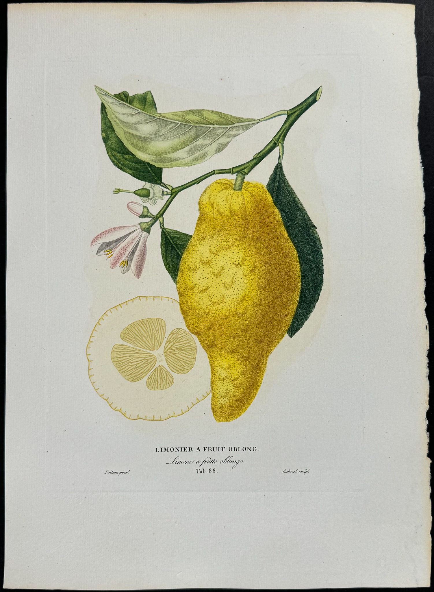 Risso - Citrus Fruit (1 of 1)