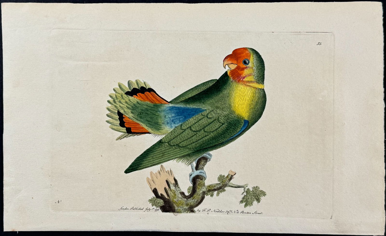 Shaw & Nodder - Guinea Parrakeet. 35 (1 of 1)