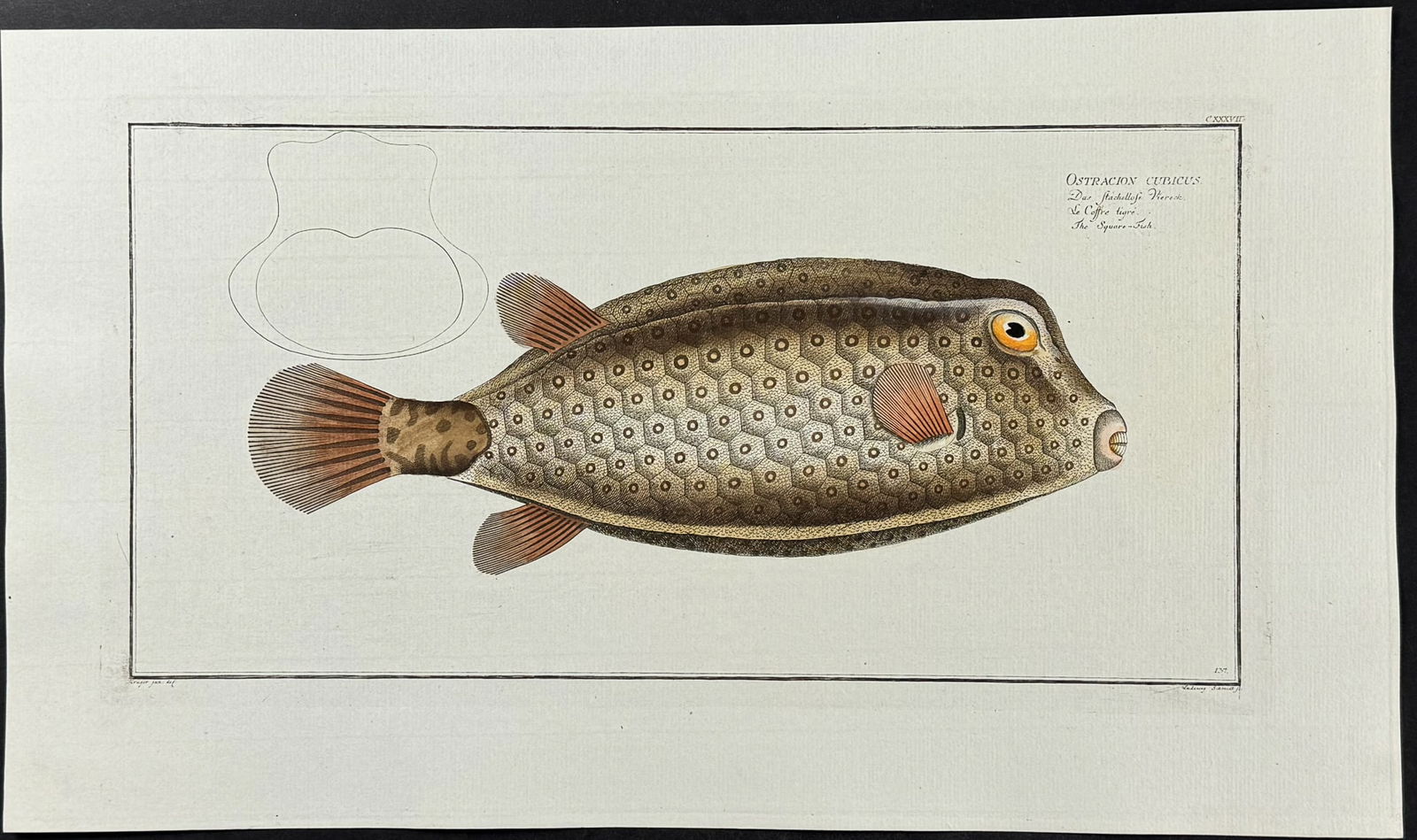 Bloch, Folio - Square-Fish; Ostracion Cubicus. 137 (1 of 1)