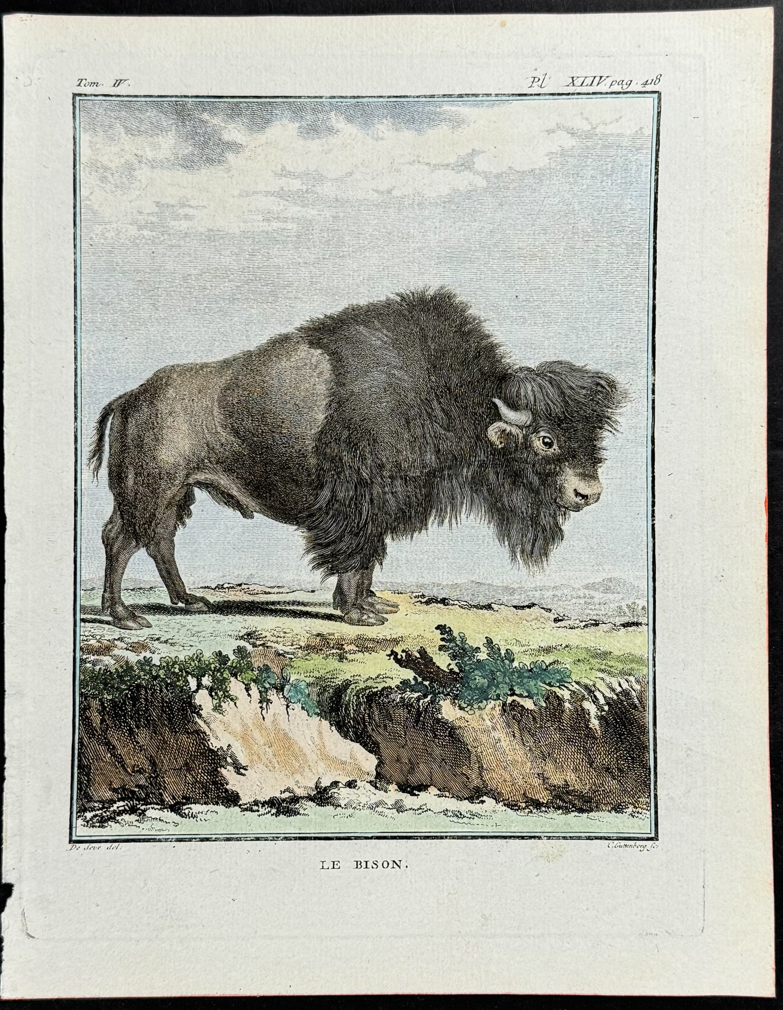 Buffon - Bison or Buffalo (1 of 1)