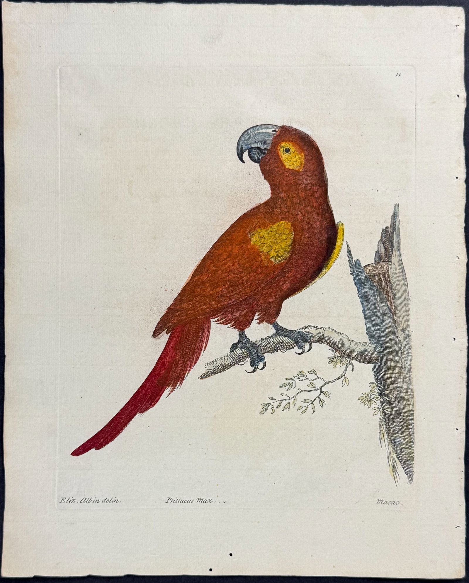 Albin - Macaw. 11 (1 of 1)
