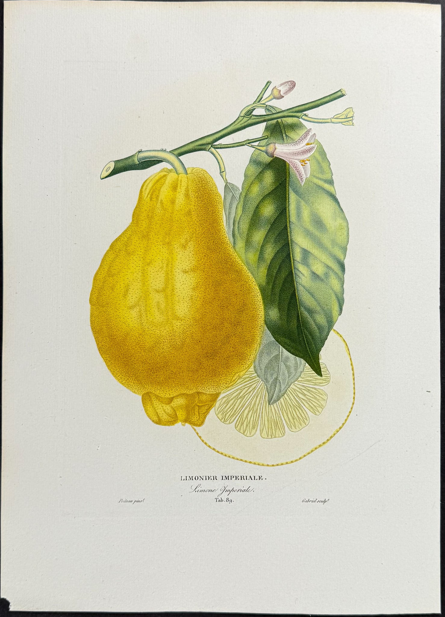 Risso - Lemon, Citrus Fruit. 89 (1 of 1)