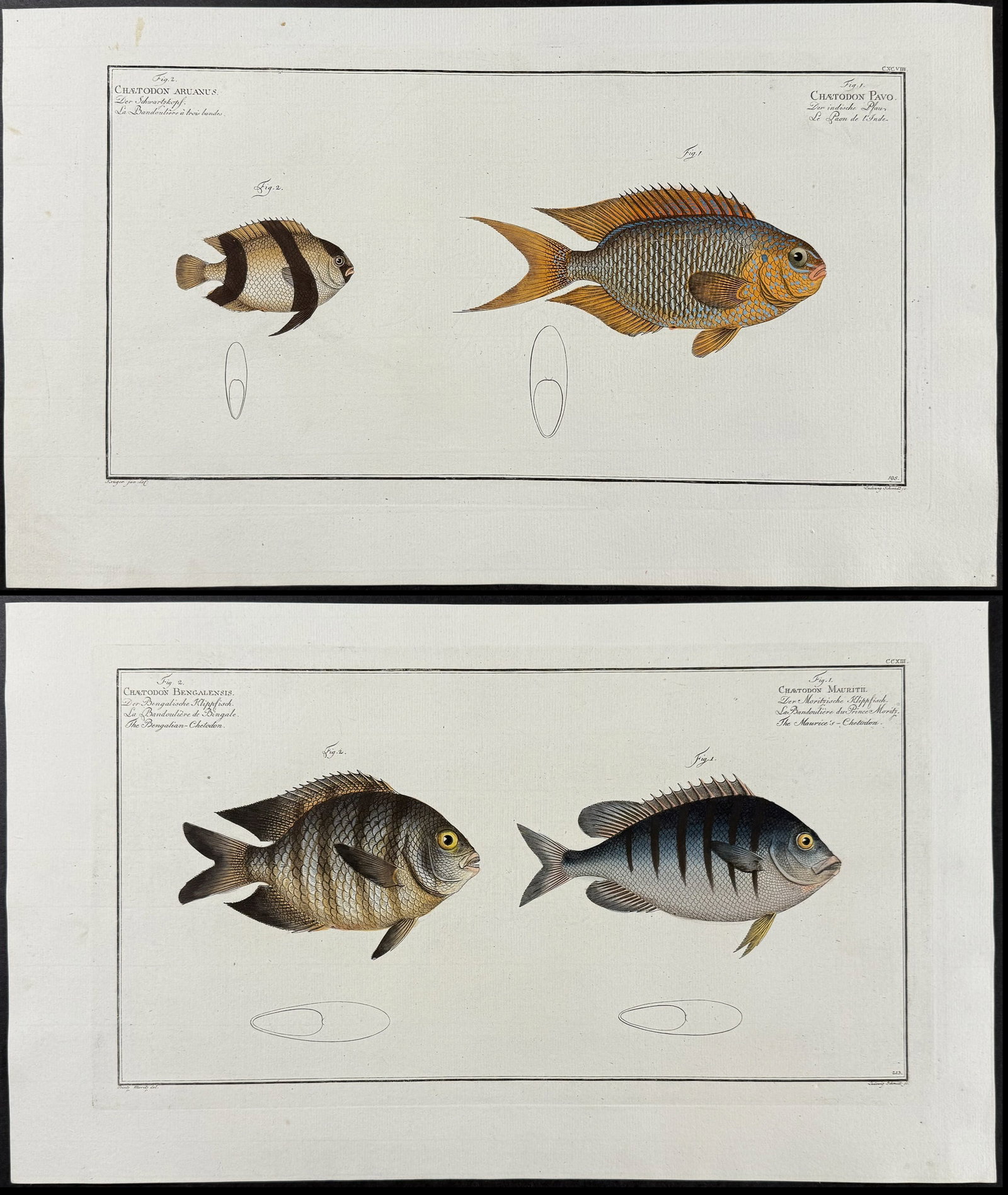 Bloch, Folio - Pair of Fish Engravings (1 of 3)