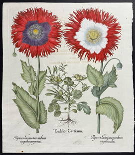 Besler - Poppy; Papaver, Tordiion Creticum: This splendid folio botanical engraving is from Basilius Besler's rare and highly sought after work Hortus Eystettensis, sive Diligens et accurata omnium Plantarum, Florum, Stirpium, ex variis orbis t