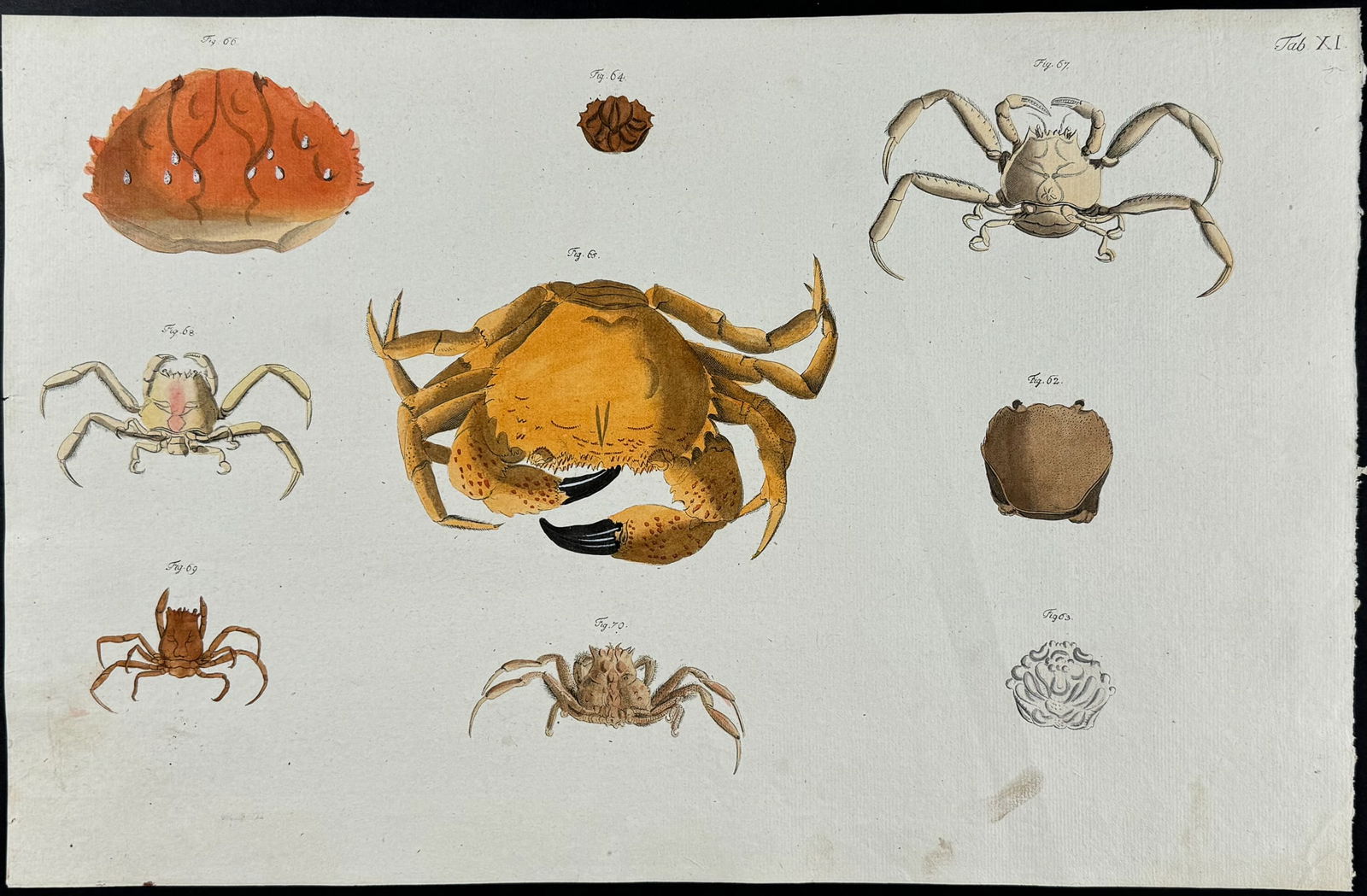Herbst - Crabs. 11 (1 of 1)