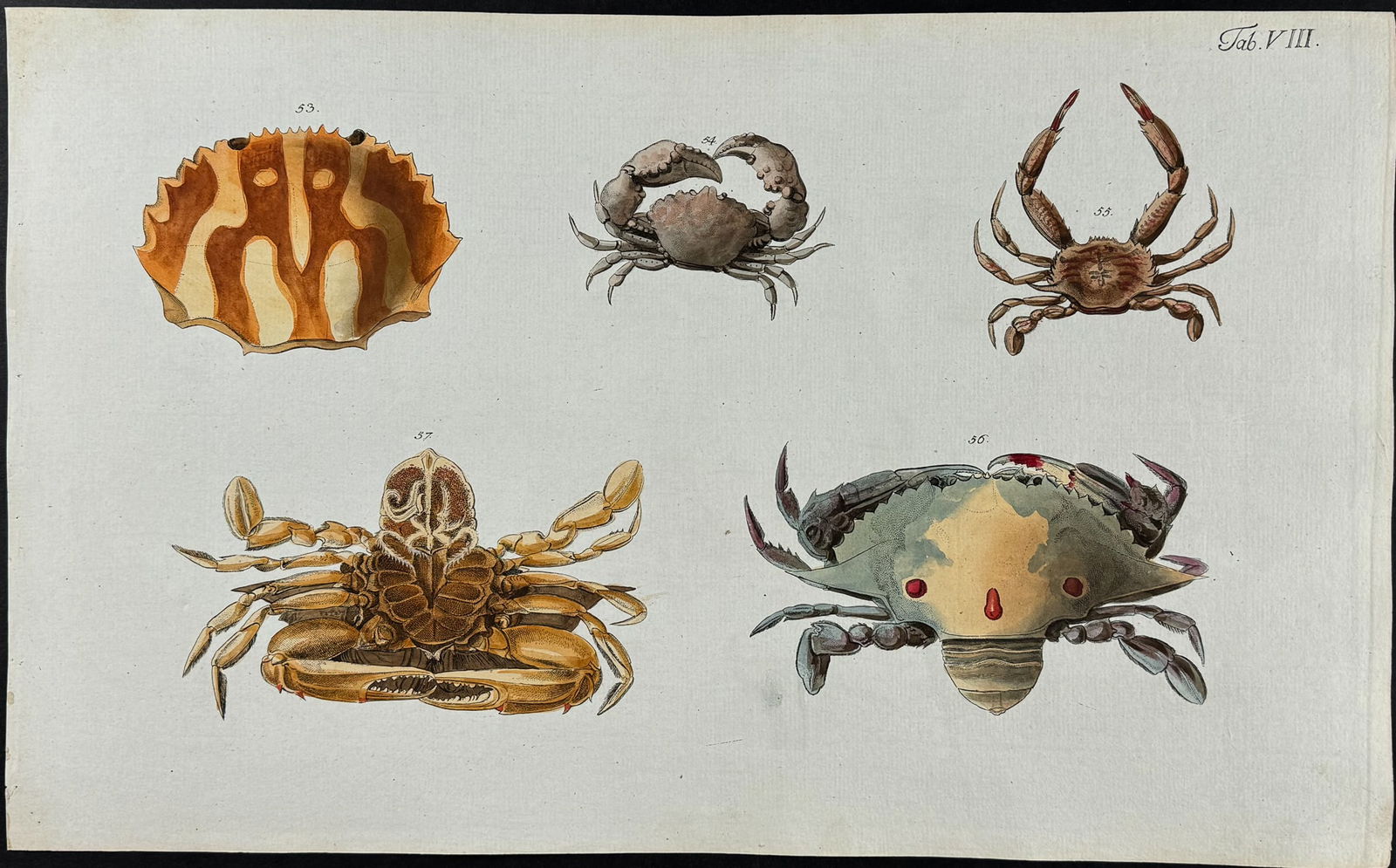 Herbst - Crabs. 8 (1 of 1)