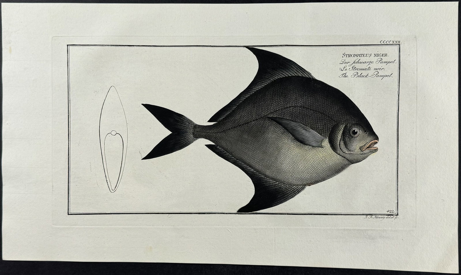 Bloch, Folio - Black Pampel. 422: This striking, originally hand-colored folio engraving is from Marcus Elieser Bloch?s Ichthyologie, ou Histoire Naturelle Generale et Particuliere des Poissons. The work was published in Berlin by the