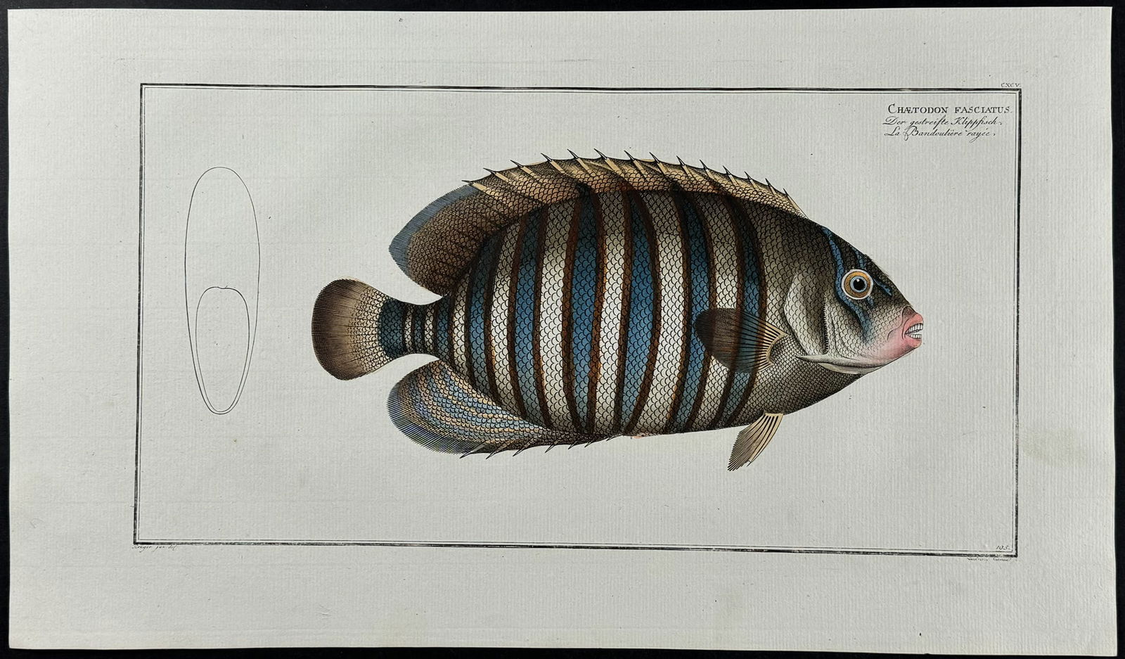 Bloch, Folio - Fish - Chaetodon Fasciatus. 195 (1 of 1)
