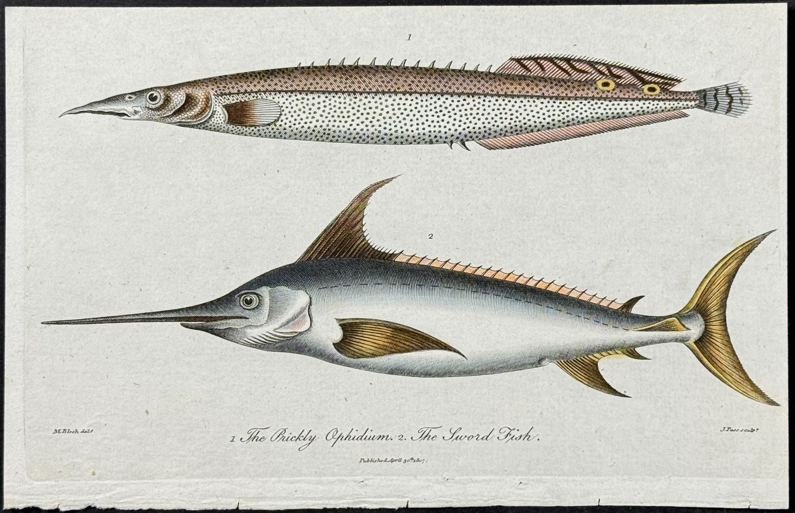 Linnaeus - Sword Fish & Prickly Ophidium (1 of 1)