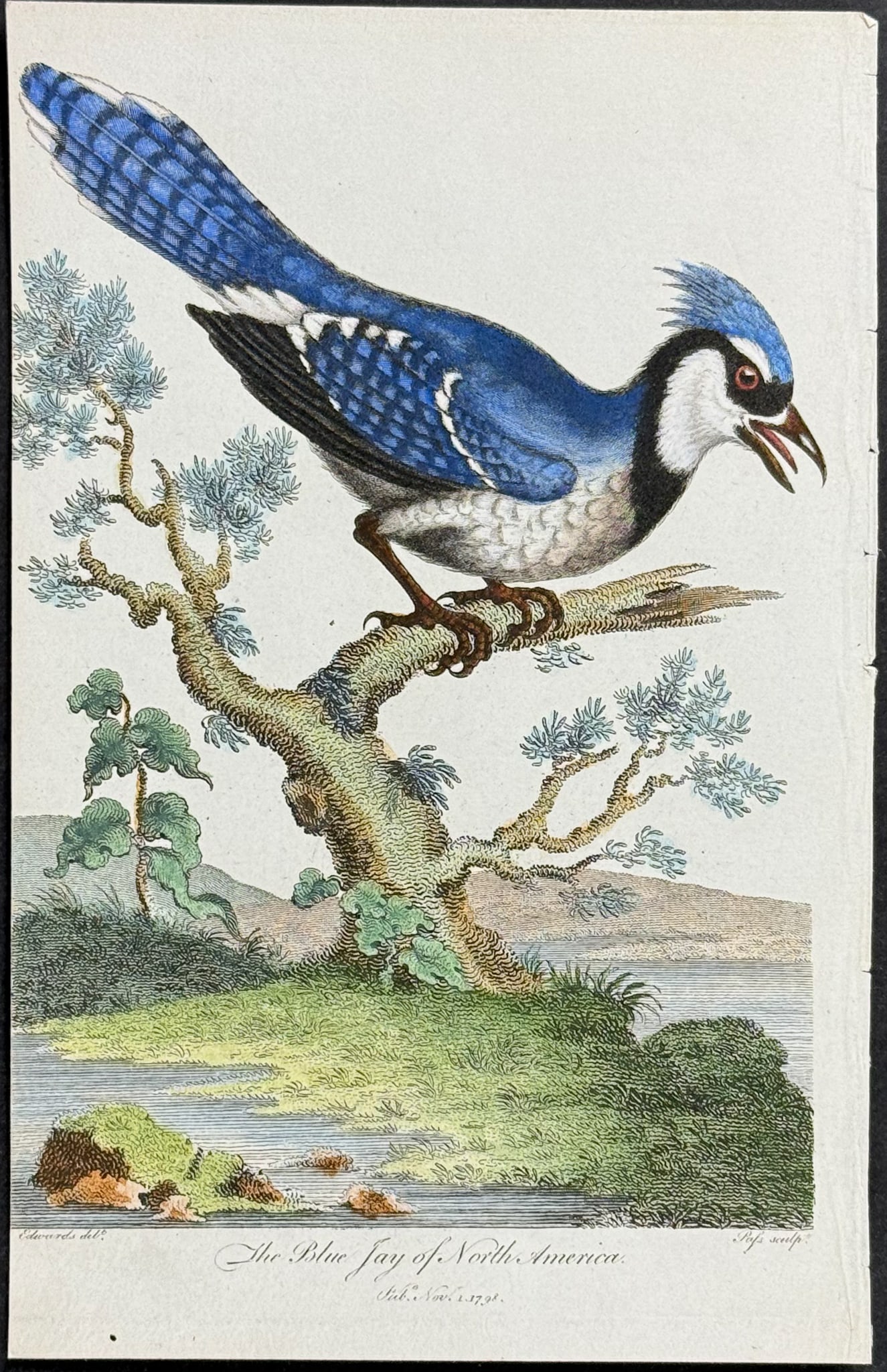 Linnaeus - Blue Jay of North America: This scarce first edition engraving is from Sir Charles Linnaeus & Ebenezer Sibley's A Genuine and Universal System of Natural-History... or Magazine of Natural History. The work was printed for the p