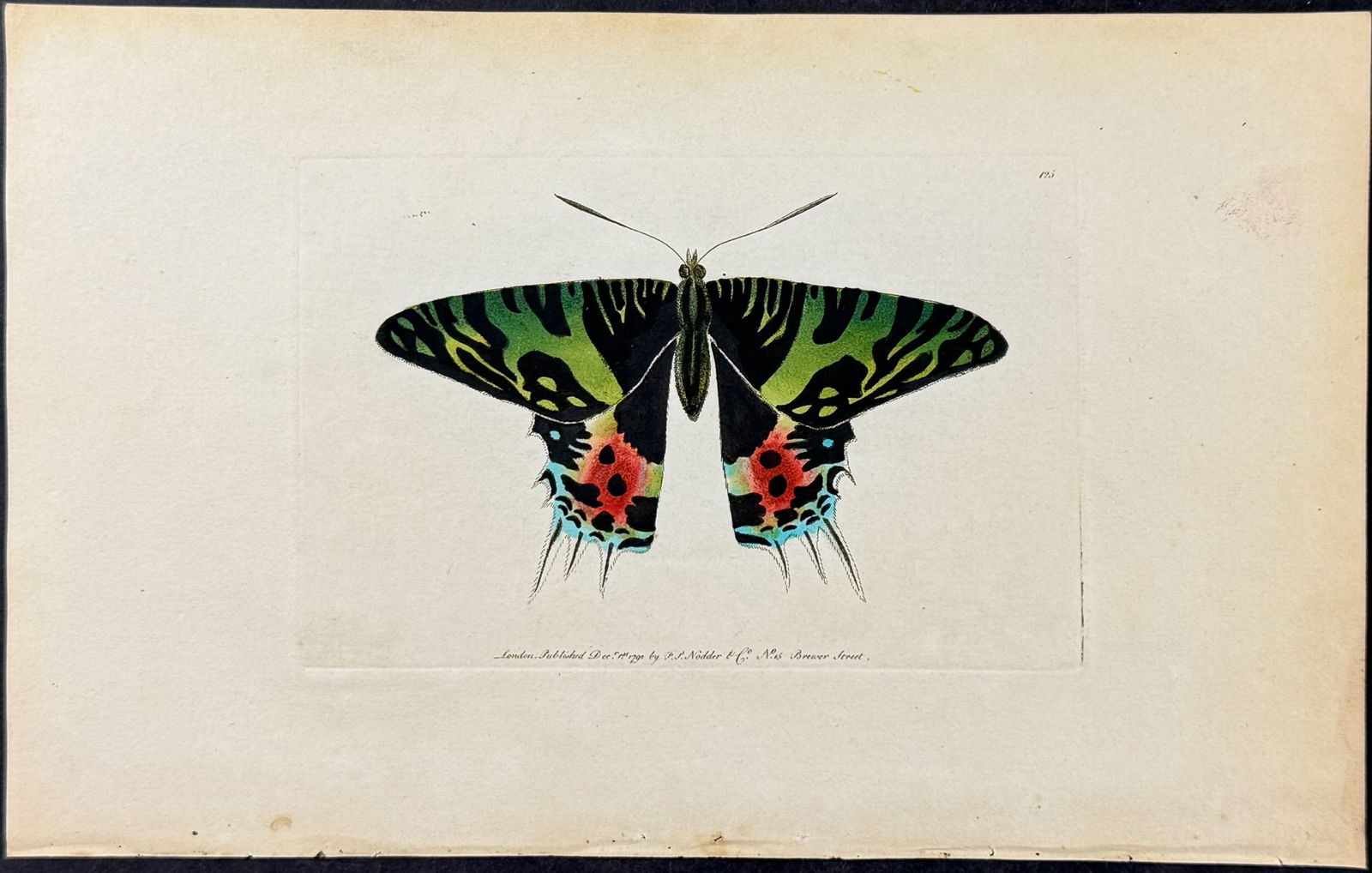 Shaw & Nodder - Reipheus or the Oriental Emperor Butterfly. 125 (1 of 1)