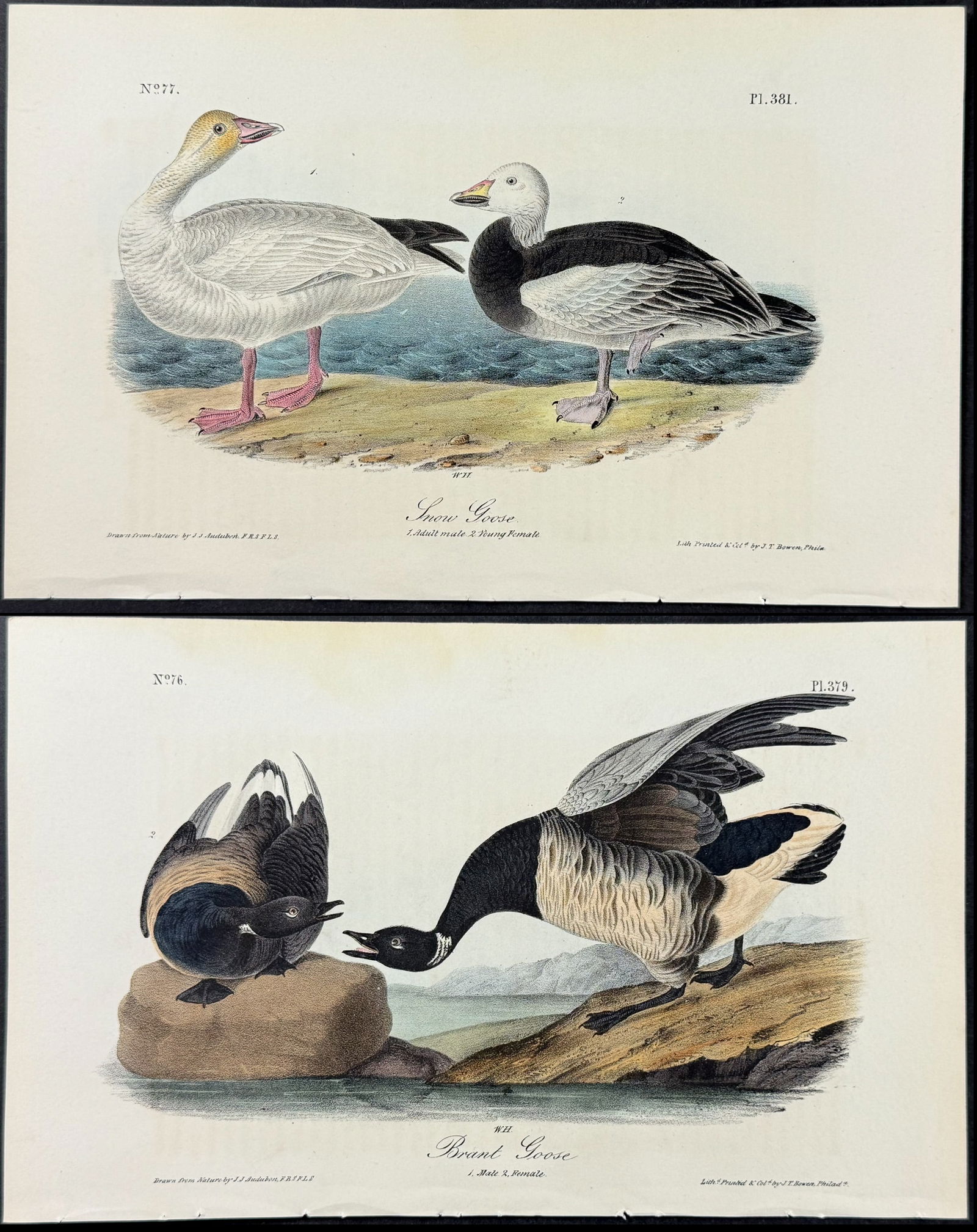 Audubon - 3 Goose Lithographs (1 of 4)