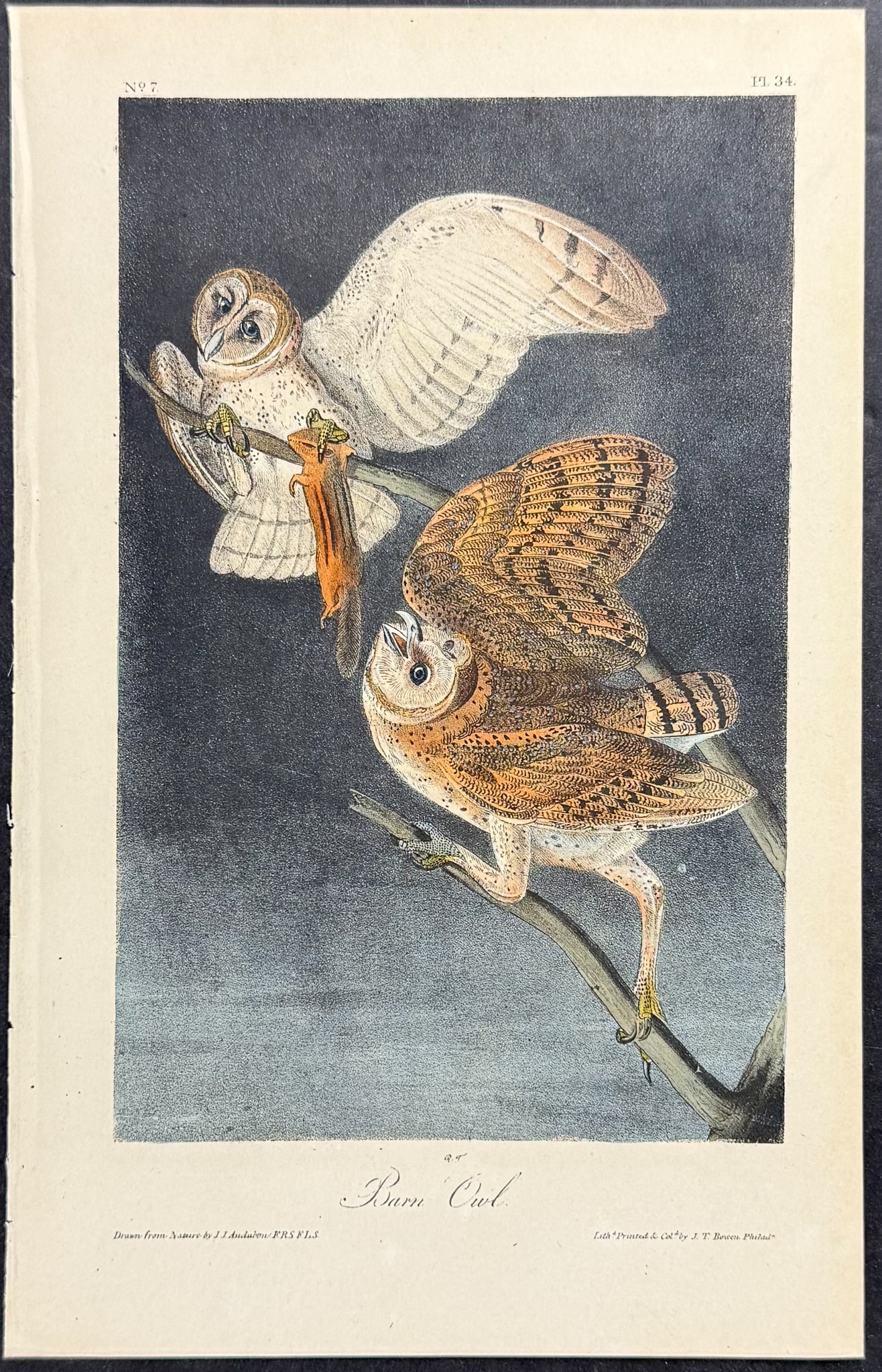 Audubon - Barn Owl. 34 (1 of 1)