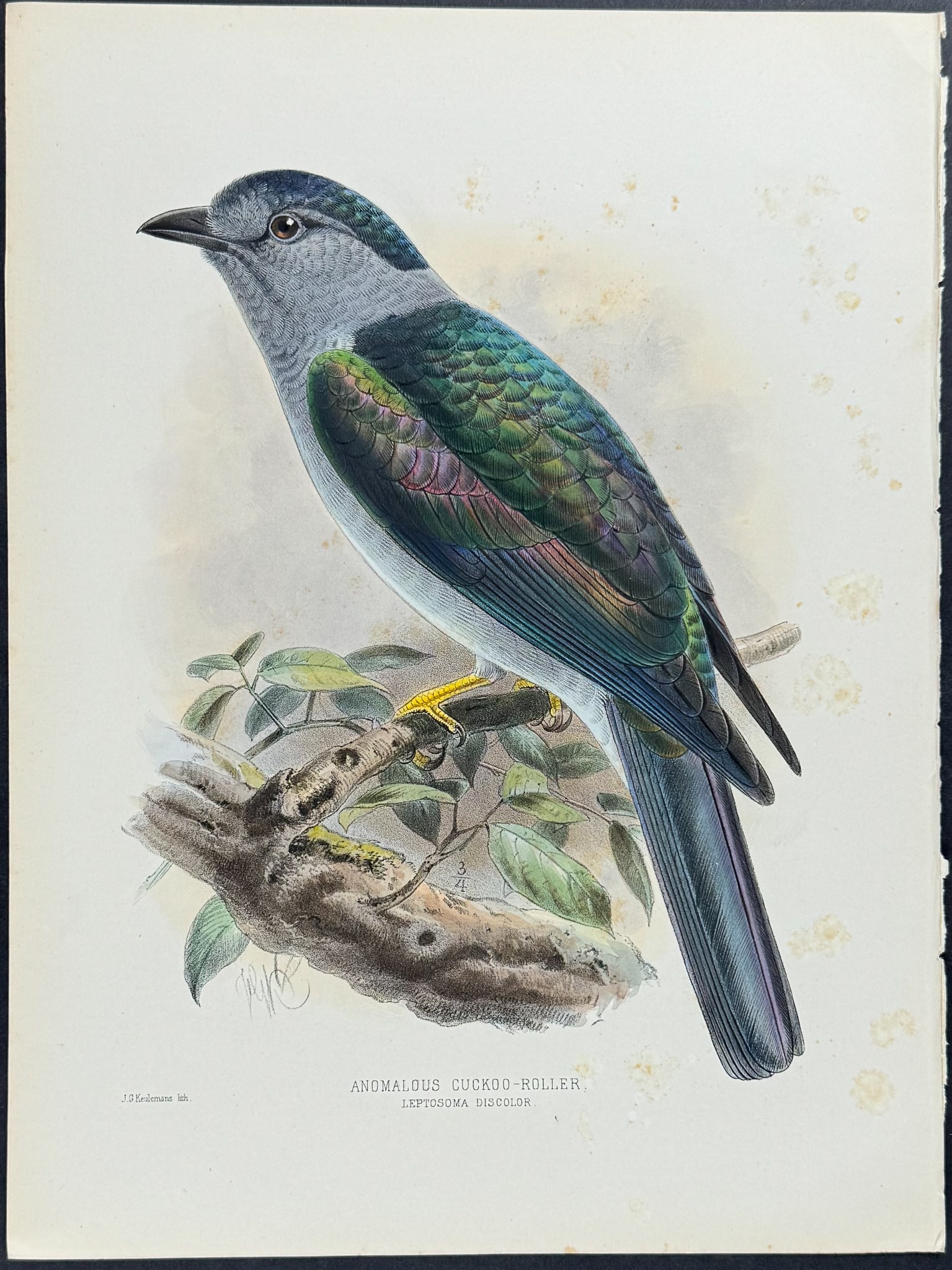 Dresser & Keulemans - Anomalous Cuckoo-Roller (1 of 1)