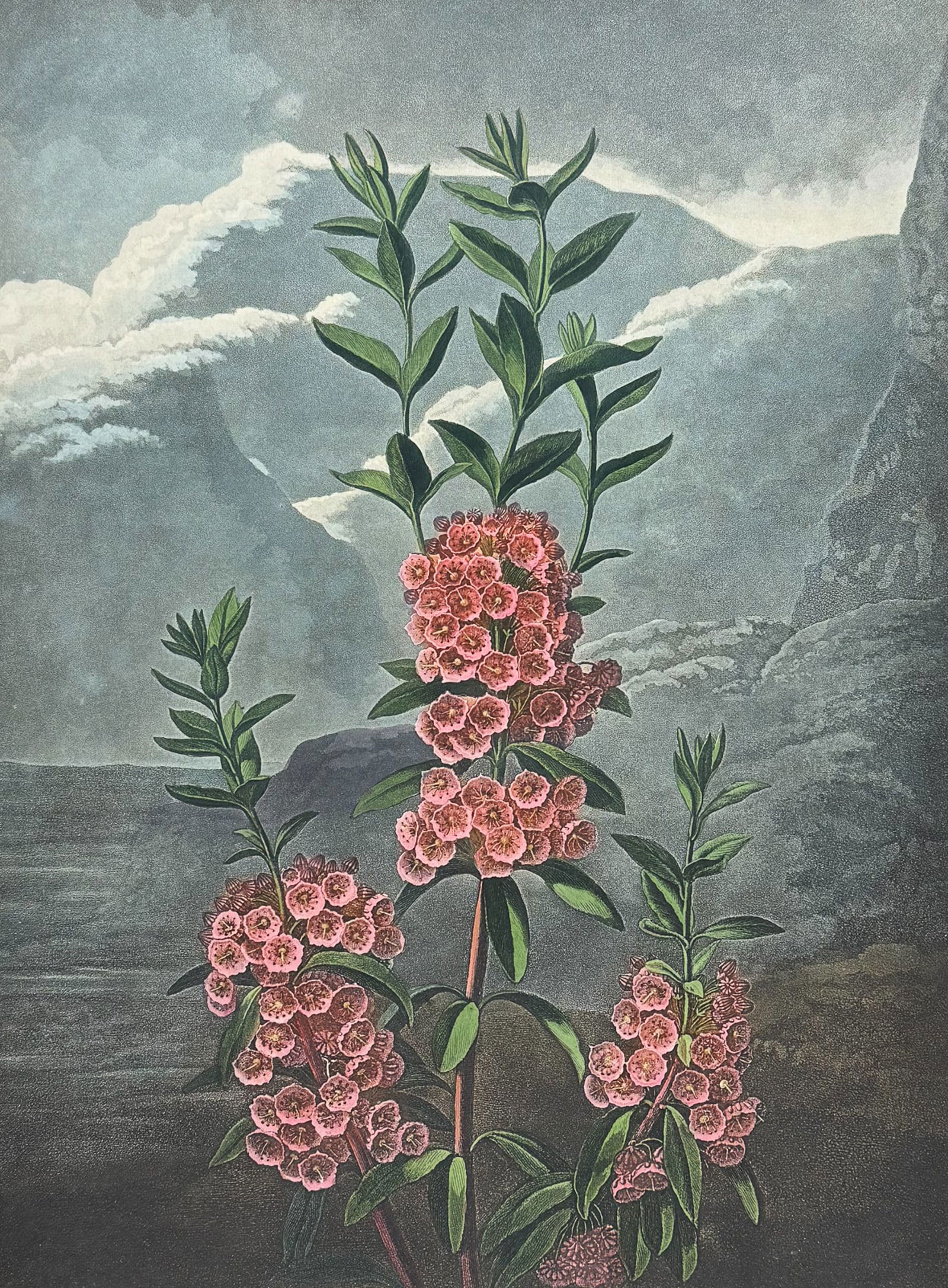 Thornton, Folio - The Narrow-leaved Kalmia: This dramatic large folio botanical engraving is from Dr. Robert John Thornton?s work New Illustration of the Sexual System of Carolus Von Linnaeus...and the Temple of Flora, or Garden of Nature. This
