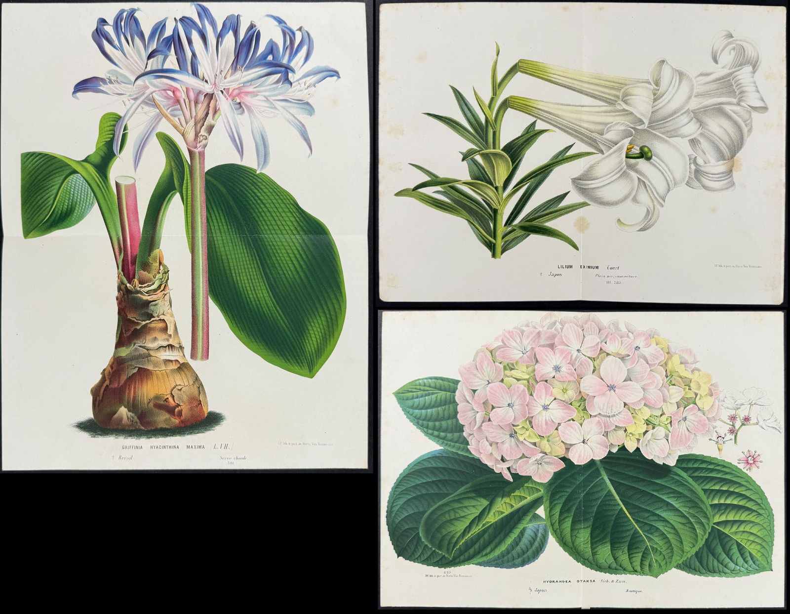 Van Houtte - 5 Botanical Prints (1 of 6)