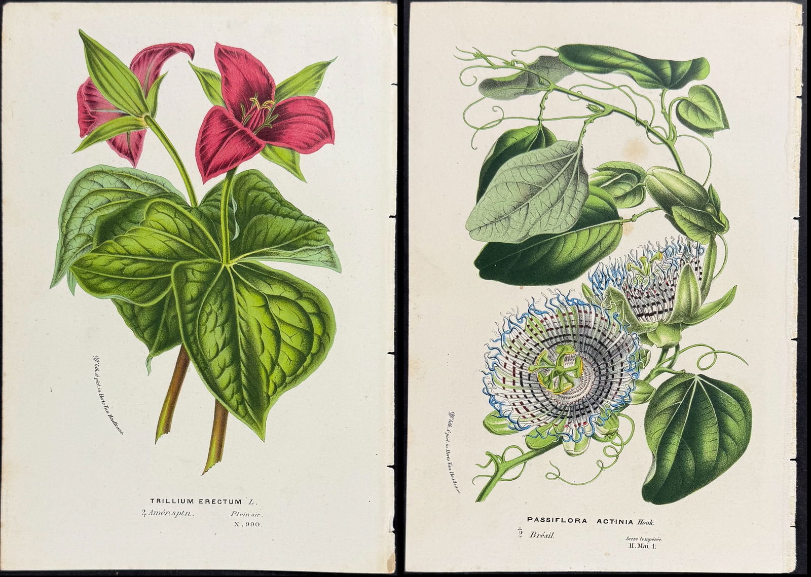 Van Houtte - 7 Botanical Prints (1 of 8)