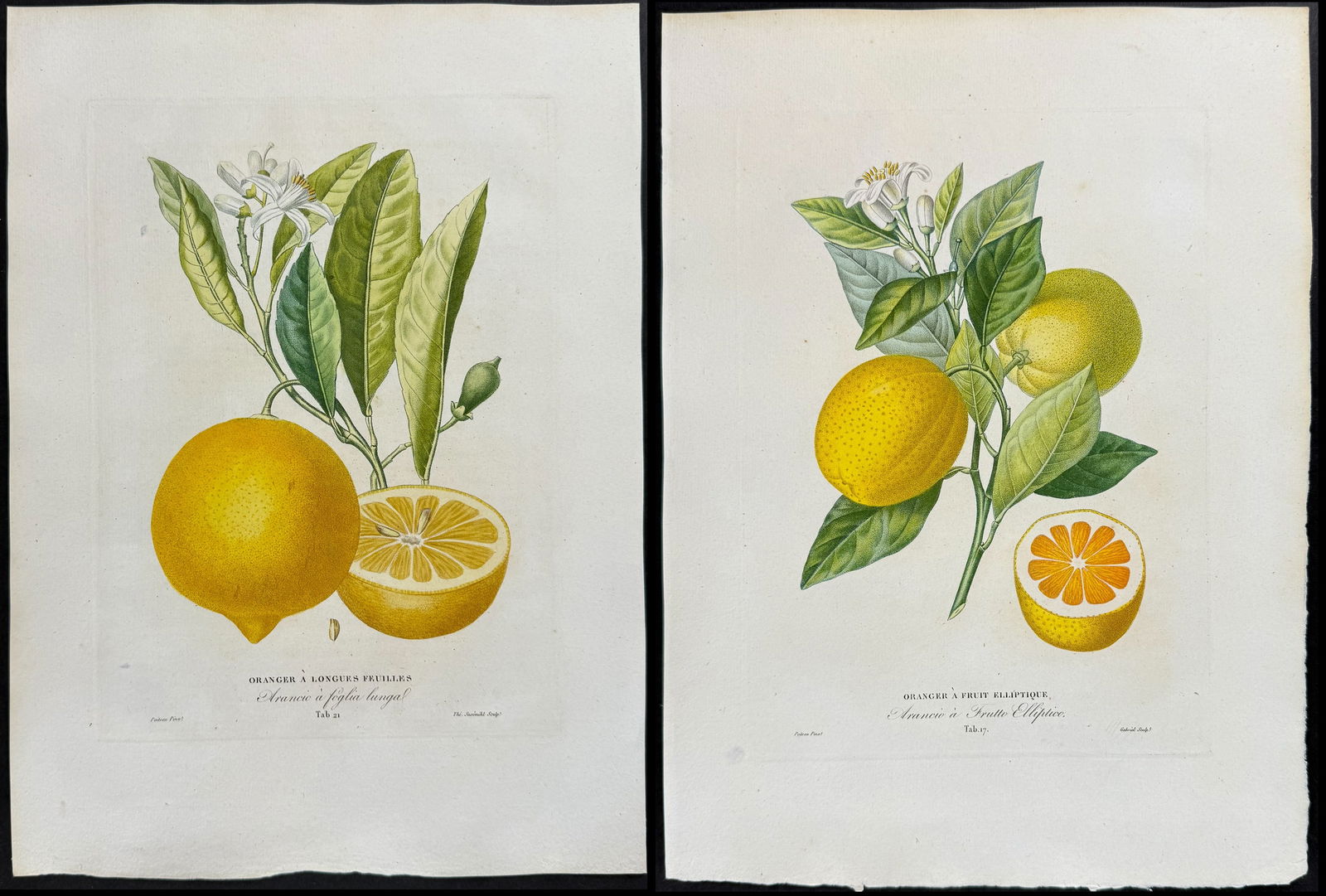 Risso - 3 Orange or Citrus Fruit Engravings (1 of 4)