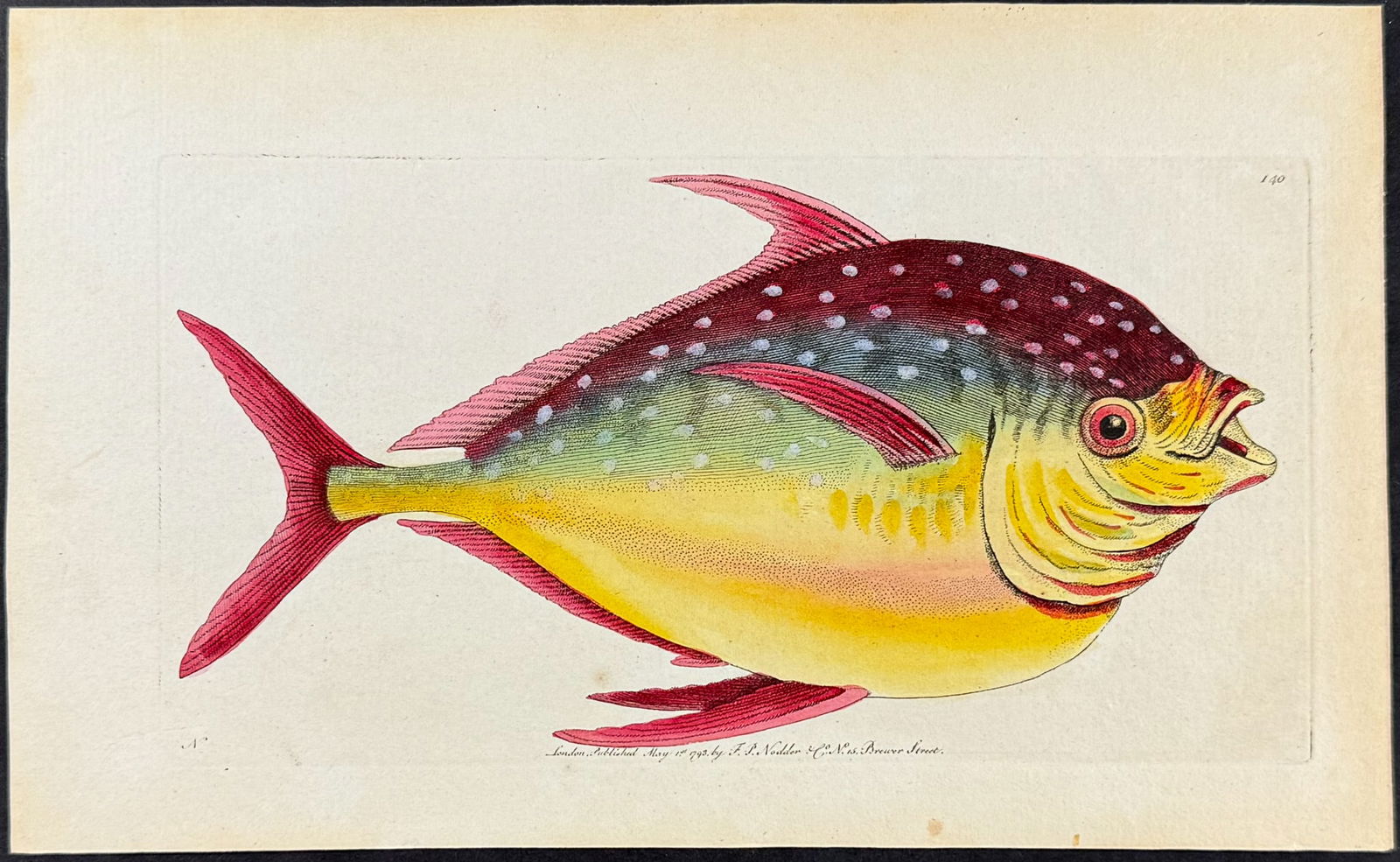 Shaw & Nodder - Opah or Imperial Zeus. 140: The Naturalist's Miscellany was a monumental 24-volume work, known for its wide range of birds, reptiles, insects, quadrupeds, sea life, and botanicals. These prints are highly sought after by collect