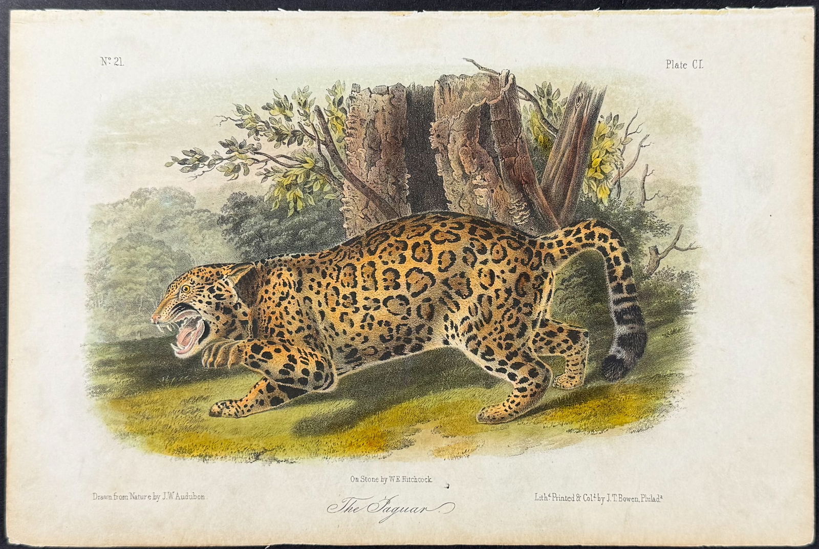 Audubon - The Jaguar. 101 (1 of 1)