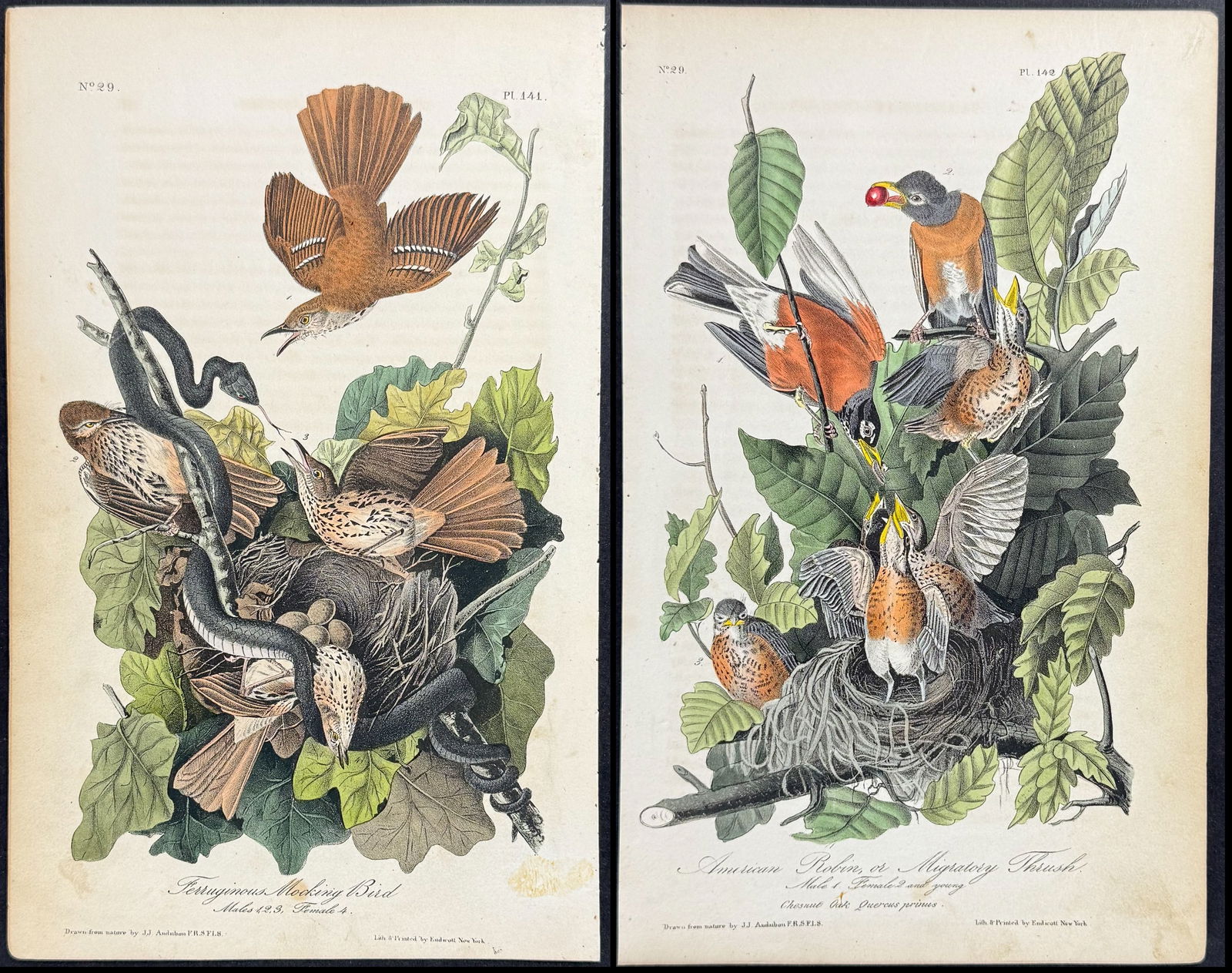 Audubon - Original Part with 5 Bird Lithographs, Title Page, Subscriber's List, and Prospectus (1 of 11)