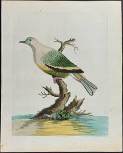 Brown - Purple Pigeon: This originally hand-colored engraving is from Peter Brown's New Illustrations of Zoology, Containing fifty coloured plates of new, curious, and non-descript birds, with a few quadrupeds, reptiles, an