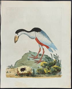 Brown - Boat-Bill: This originally hand-colored engraving is from Peter Brown's New Illustrations of Zoology, Containing fifty coloured plates of new, curious, and non-descript birds, with a few quadrupeds, reptiles, an