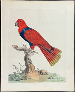 Brown - Blue-breasted Parrot: This originally hand-colored engraving is from Peter Brown's New Illustrations of Zoology, Containing fifty coloured plates of new, curious, and non-descript birds, with a few quadrupeds, reptiles, an