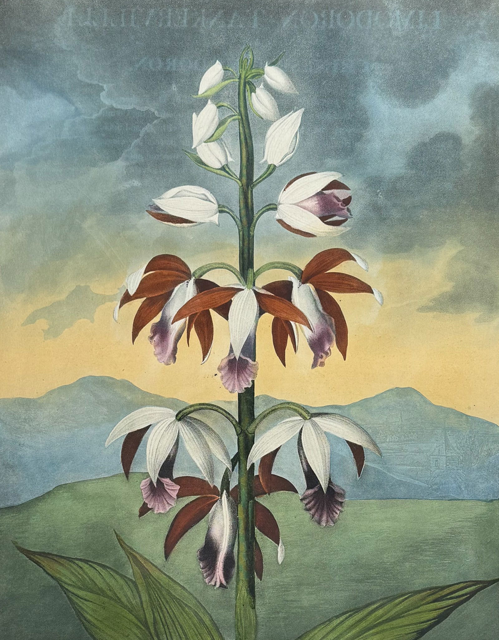 Thornton, Folio - The China Limodoron: This dramatic large folio botanical engraving is from Dr. Robert John Thornton?s work New Illustration of the Sexual System of Carolus Von Linnaeus...and the Temple of Flora, or Garden of Nature. This