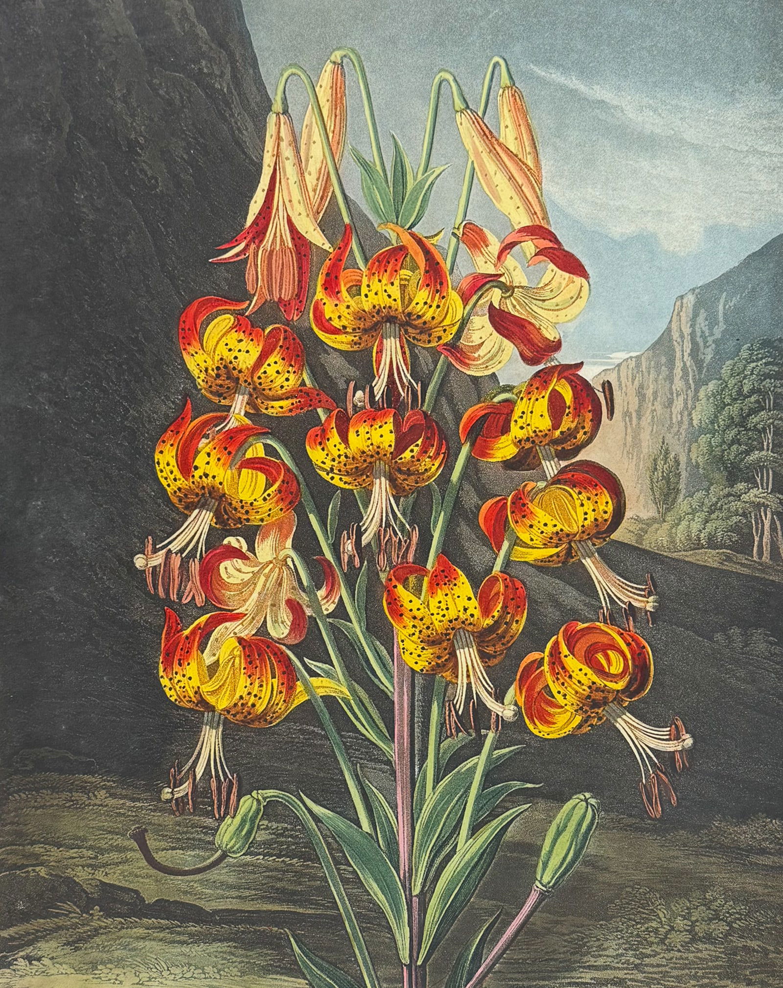 Thornton, Folio - The Superb Lily: This dramatic large folio botanical engraving is from Dr. Robert John Thornton?s work New Illustration of the Sexual System of Carolus Von Linnaeus...and the Temple of Flora, or Garden of Nature. This