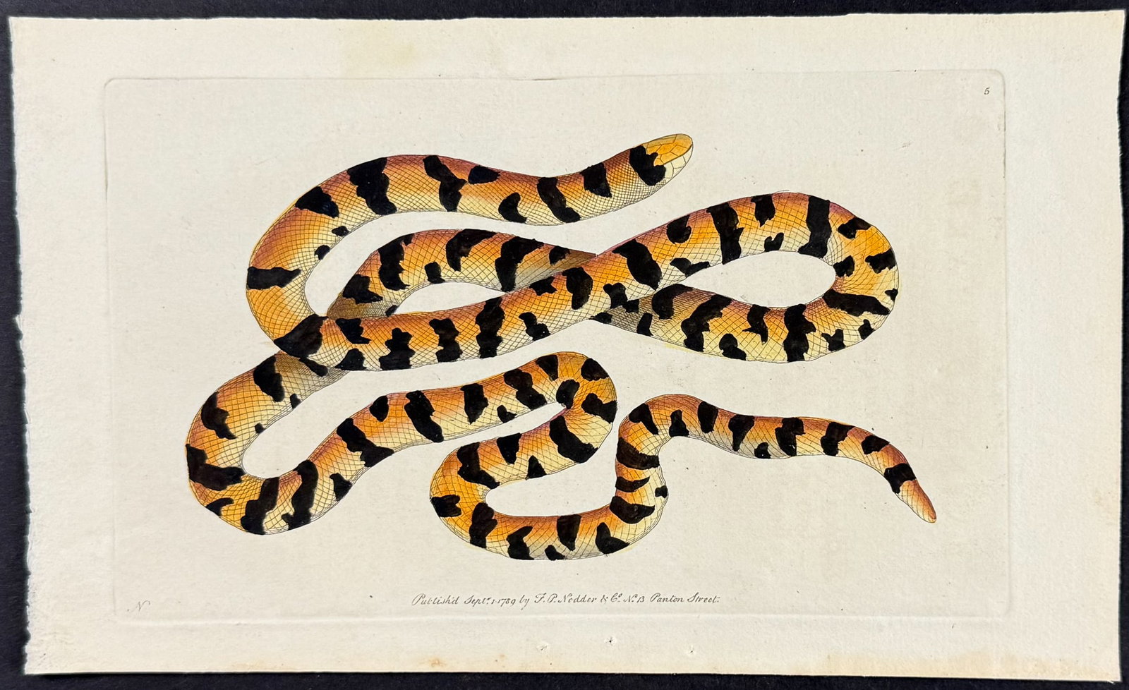 Shaw & Nodder - Painted Snake. 5: The Naturalist's Miscellany was a monumental 24-volume work, known for its wide range of birds, reptiles, insects, quadrupeds, sea life, and botanicals. These prints are highly sought after by collect