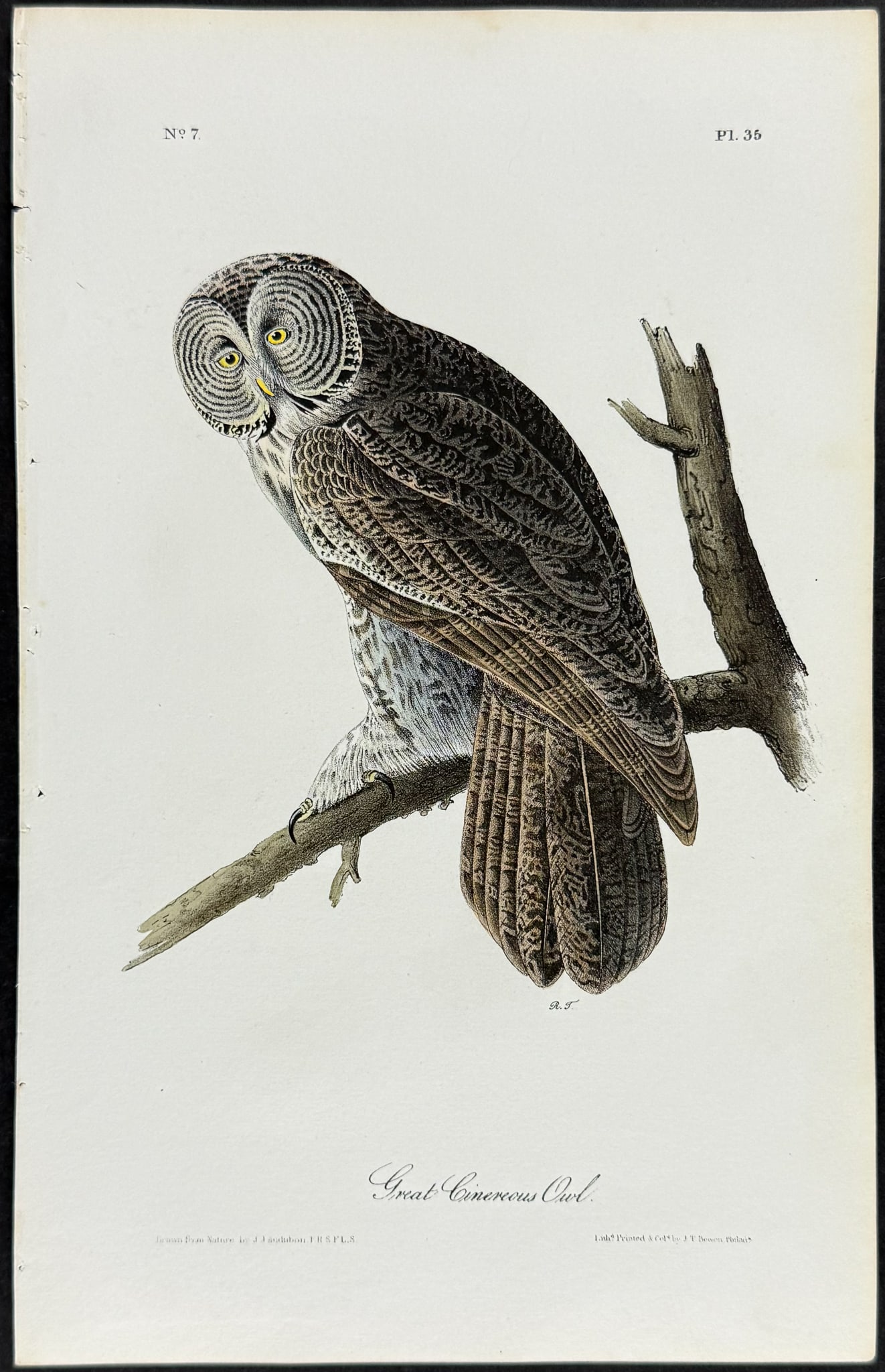 Audubon - Great Cinereous Owl. 35 (1 of 1)