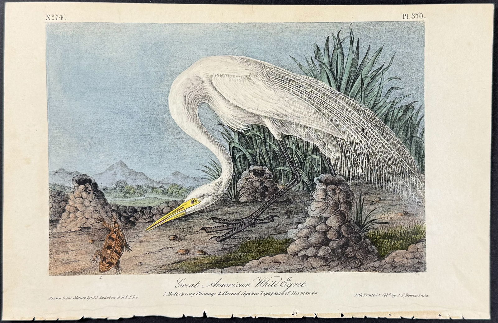 Audubon - Great American White Egret. 370 (1 of 1)