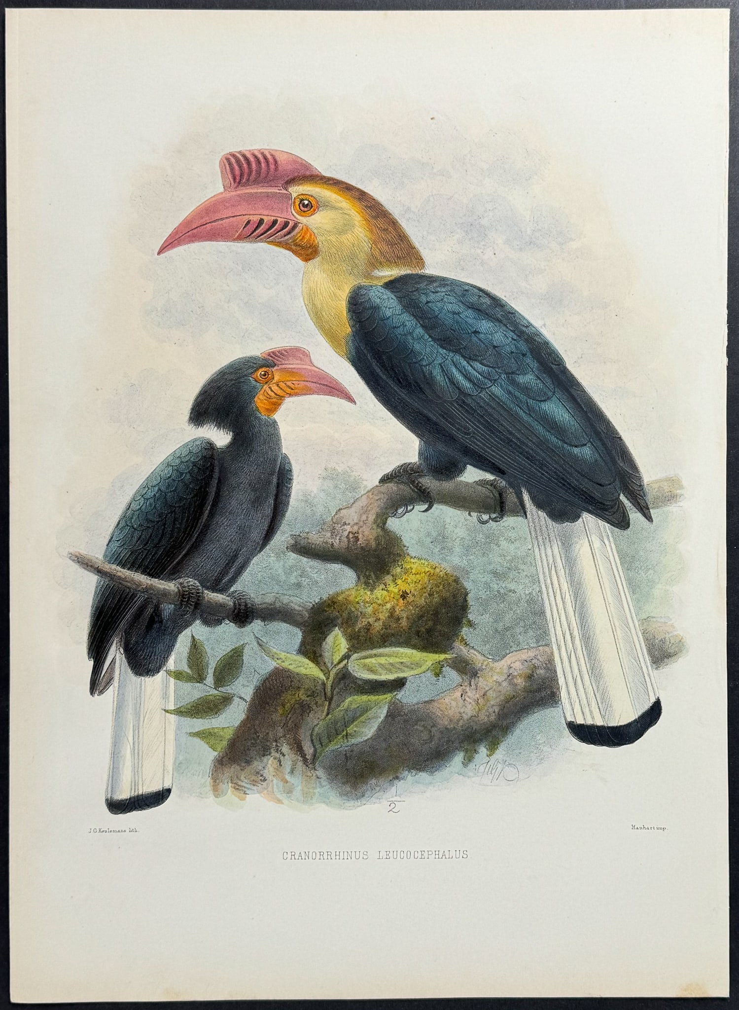 Elliot & Keulemans - White-headed Hornbill: This lush folio lithograph is from Daniel Giraud Elliot's A Monograph of the Bucerotidae, or Family of the Hornbills. The work was published in New York by Taylor & Francis of London between 1877 and