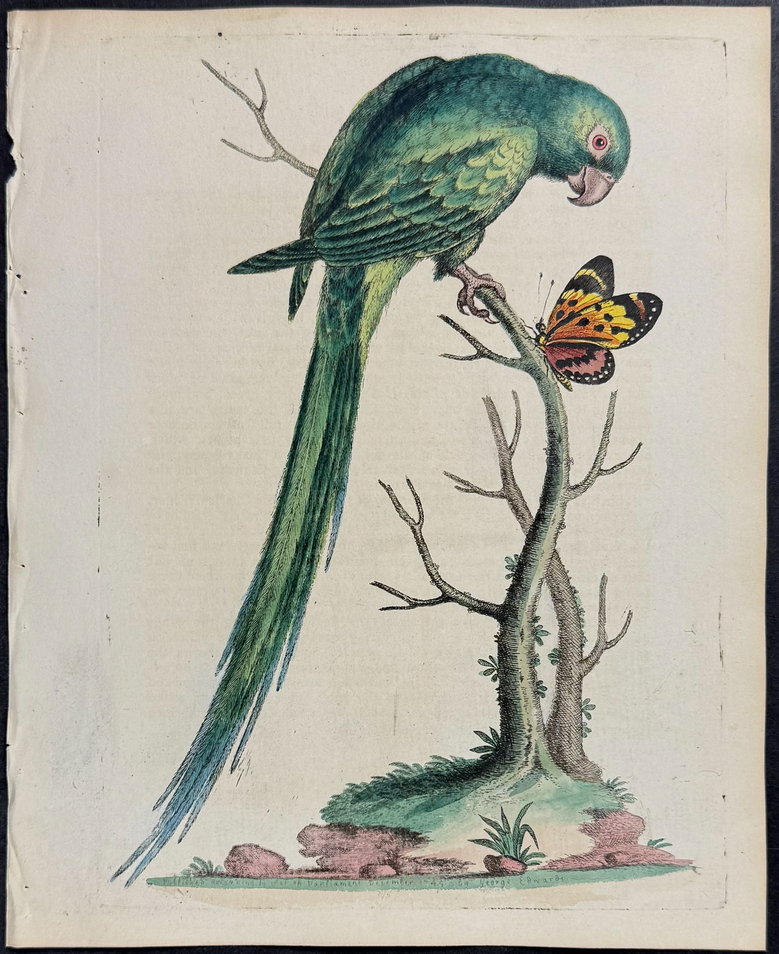 Edwards - Long-tailed Green Parrakeet. 175 (1 of 1)