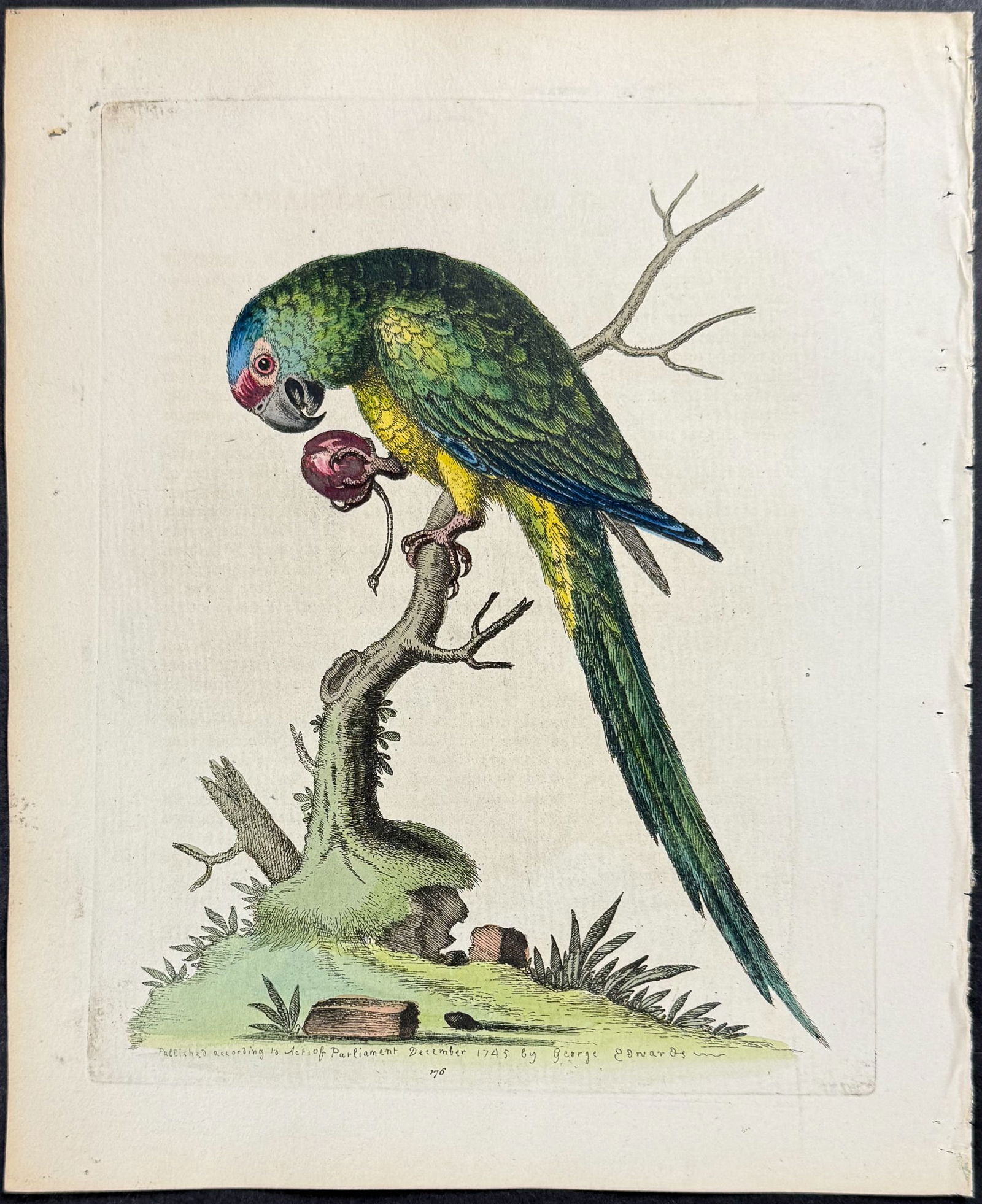 Edwards - Red and Blue-headed Parrakeet. 176 (1 of 1)