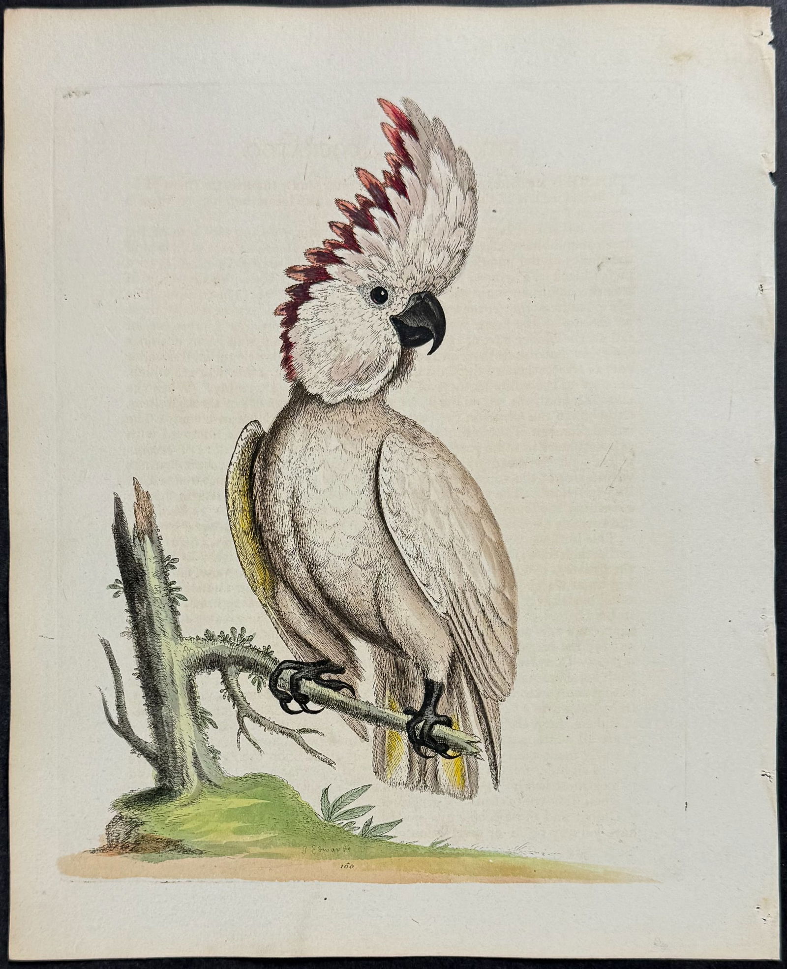 Edwards - Greater Cockatoo. 160 (1 of 1)