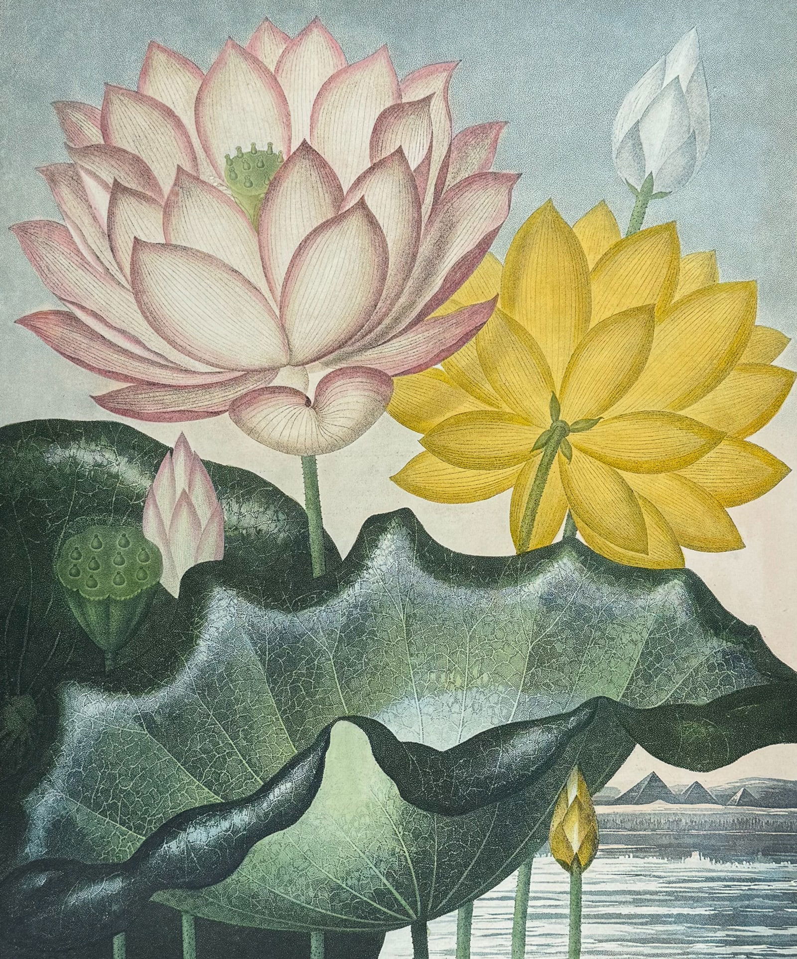 Thornton, Folio - The Sacred Egyptian Bean or Water Lily: This dramatic large folio botanical engraving is from Dr. Robert John Thornton?s work New Illustration of the Sexual System of Carolus Von Linnaeus...and the Temple of Flora, or Garden of Nature. This