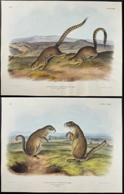 Audubon, Imperial Folio - Pair of Marmot Squirrel Lithographs