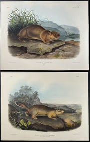Audubon, Imperial Folio - Pair of Rodent Lithographs