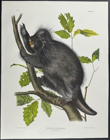 Audubon, Imperial Folio - Canada Porcupine. 36