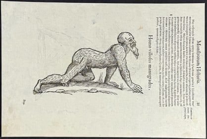 Aldrovandi - Wolf and Man Monstrosity