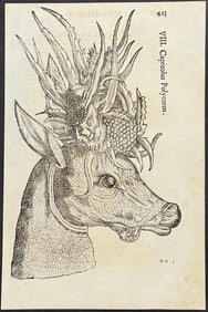 Aldrovandi - Deer with Foliage in Antlers / Verso: Two-headed Bird