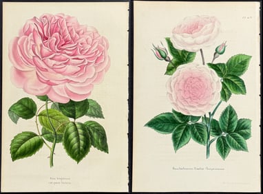 Morren - Pair of Rose Prints