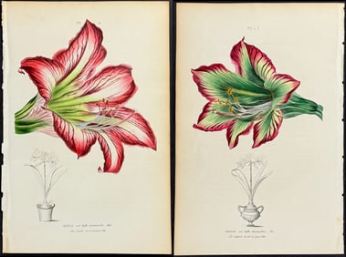 Morren - Pair of Amaryllis Prints