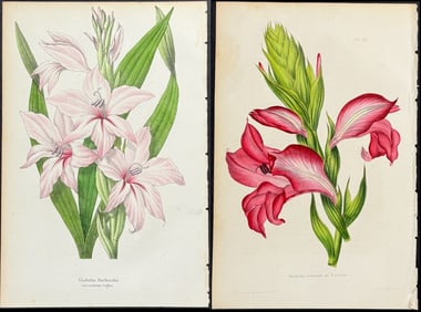 Morren - 3 Gladiolus Prints