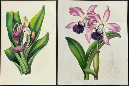 Morren - 3 Orchid Prints