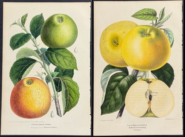 Morren - 3 Fruit Prints (Apples, Peach)
