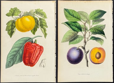 Morren - 6 Fruit or Nut Prints (Tomato, Melon, Plum)