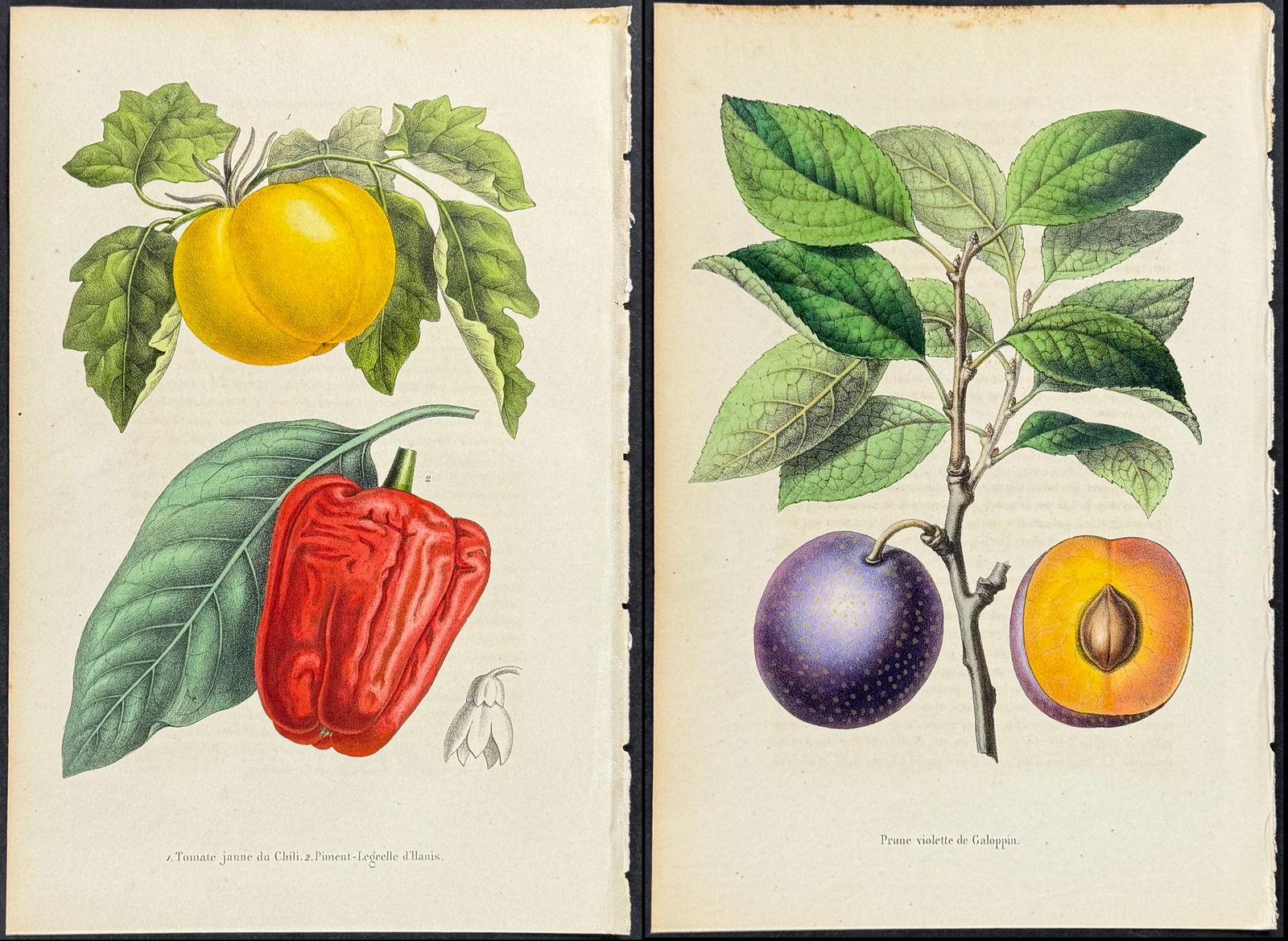 Morren - 6 Fruit or Nut Prints (Tomato, Melon, Plum) (1 of 7)